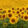 Fiori Girasole