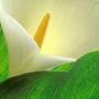 Fiori Calla