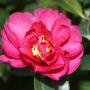 Fiori camelia